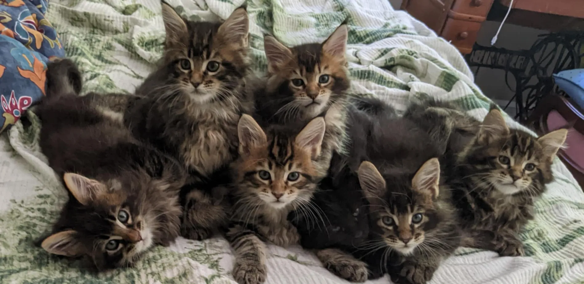 A Fabelhaft kitten
