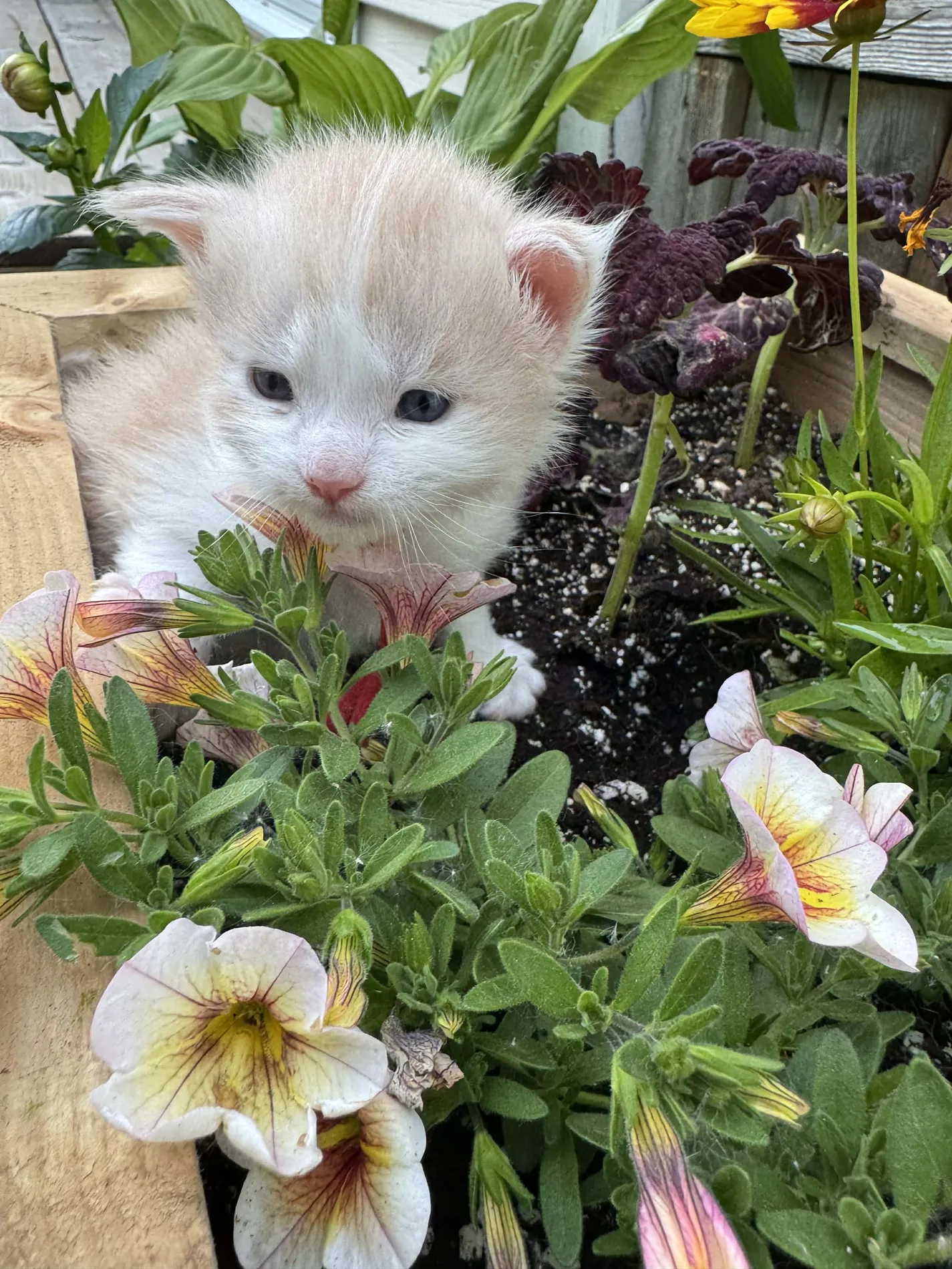 A Fabelhaft Maine Coon kitten
